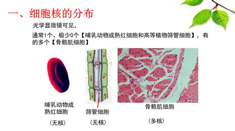 3.3细胞核的结构和功能_正确云资源