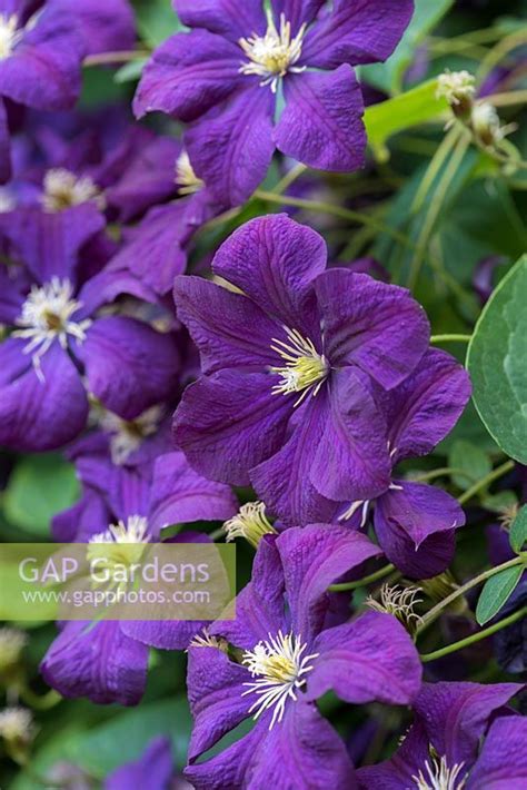 Clematis Viticella Stock Photo By Nicola Stocken Image 1292146