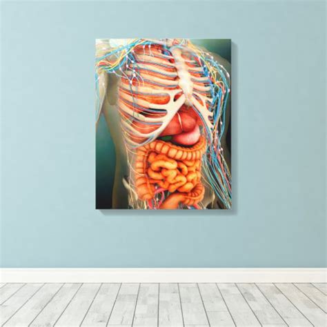 Perspective View Of Human Body Whole Organs Canvas Print Zazzle