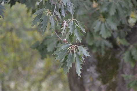 Natur Baum Sommer Kostenloses Foto Auf Pixabay Pixabay