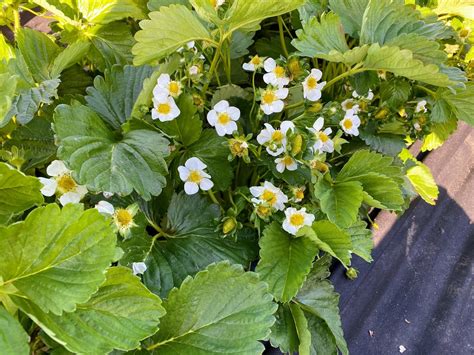 Galletta Strawberry Bareroot Plants The Farm On Central