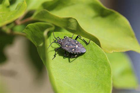 7 Ways How to Control a Stink Bug Infestation Without Smelling Bad ...