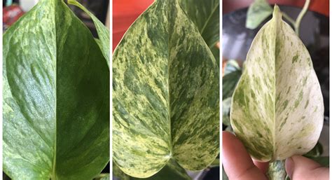 Marble Queen Pothos variegation progress from left to right. Took about ...