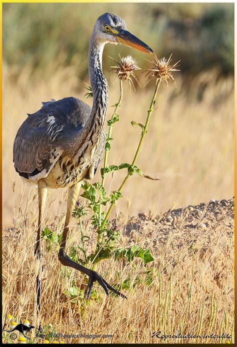 WILDLIFE GATEWAY Jeune Héron cendré Ardea cinerea