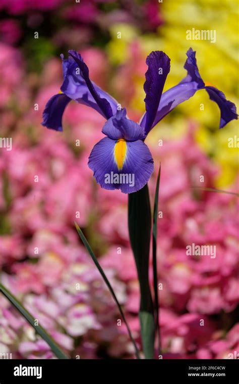 Carnival of Flowers - Toowoomba Stock Photo - Alamy