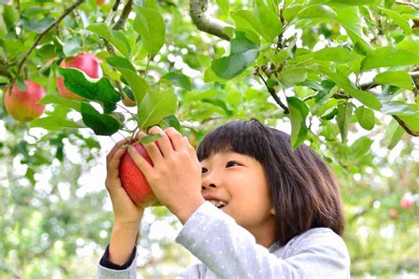 15+ Apple PIcking Farms In Massachusetts & How To “Pick” The Right One!