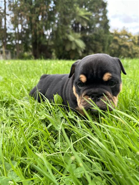 British Bulldog Puppies Litter | Pets Aotearoa