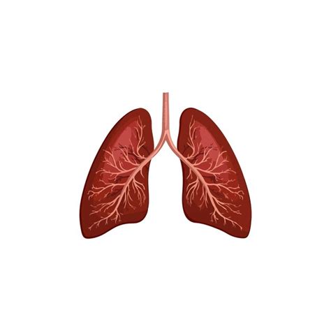 Premium Vector Lungs Vector Type Icon