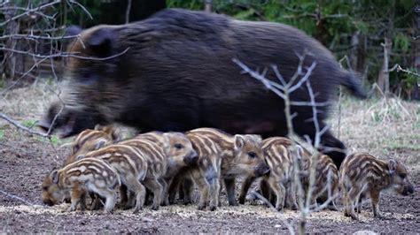 Wildboar Mama Fights Wolf Kaip Su Eista Ern Saugo Jauniklius Nuo