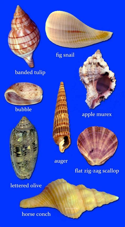 57 Best Seashell Identification Around The World Images On Pinterest