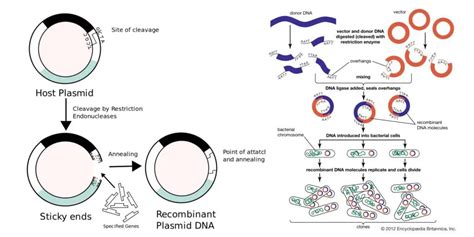 Recombinant Dna Technology Steps Application Tools And Limitations Biology Notes Online