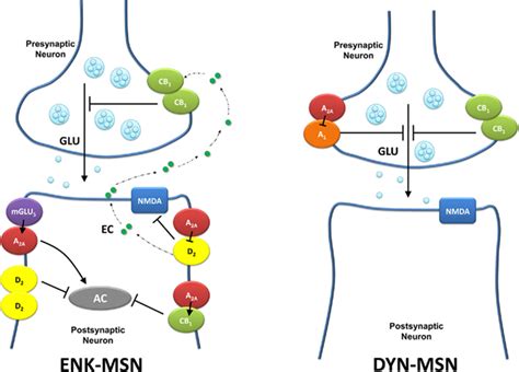 Frontiers Adenosine A2a Receptors And A2a Receptor Heteromers As Key Players In Striatal