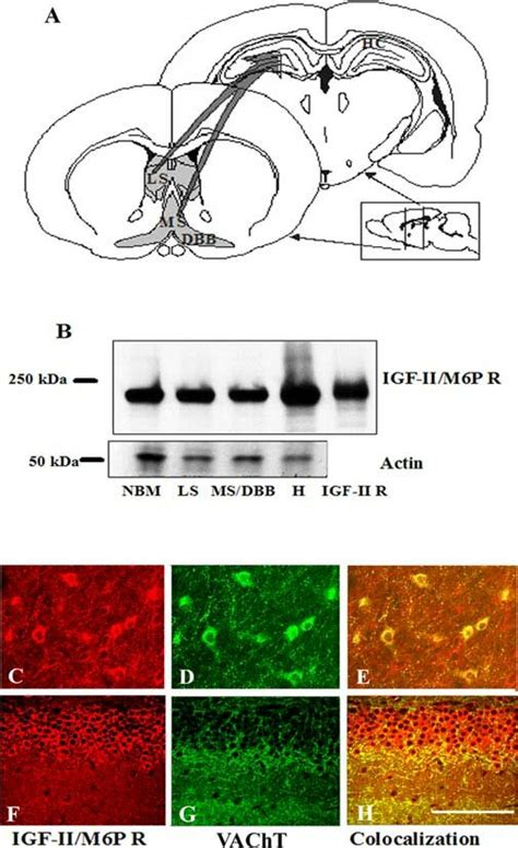 A Schematic Diagram Of Septohippocampal Cholinergic Projections In The