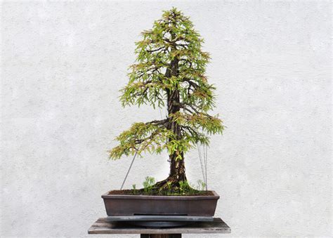 Dawn Redwood Bonsai Soil Cheapest Online | dpise2022.dps.uminho.pt