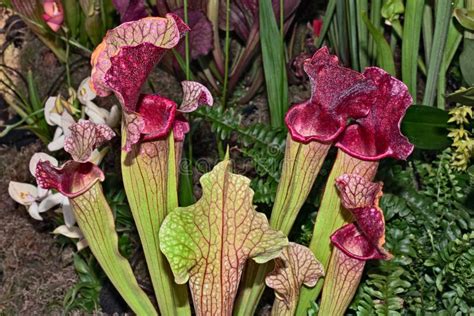 Carnivorous Plants In The Rain Forest Stock Image - Image of plant ...