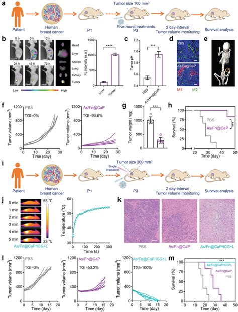 Potent Antitumor Effects In Pdx Models Of Breast Cancer A Schematic