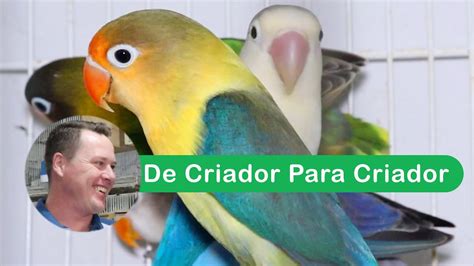 De Criador Para Criador Alexandre Dopke Agapornis Roseicollis