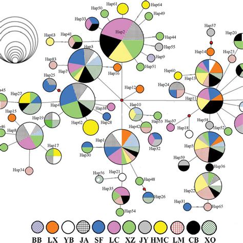 Median Joining Network Of The Mtdna Control Region Haplotypes Of C