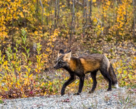 A Beginner's Guide to Identifying Wildlife Species in the Teton Area - Jackson Hole Custom ...