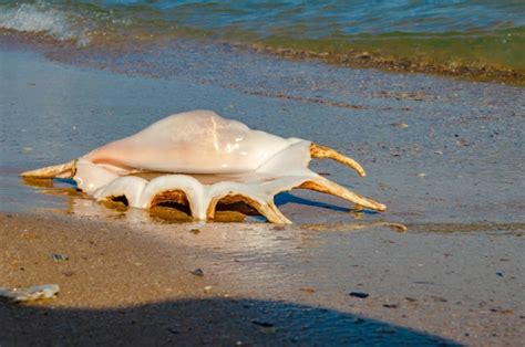 Premium Photo A Large Conch Shell On The Beach