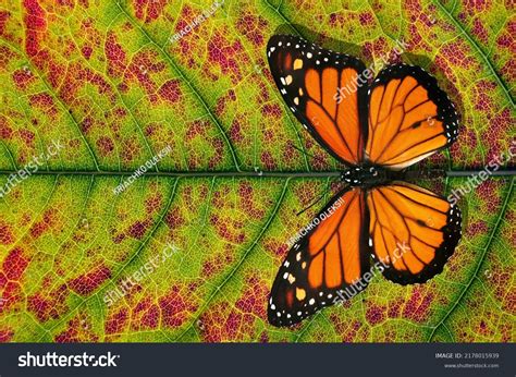 18,409 Butterfly Symmetry Images, Stock Photos & Vectors | Shutterstock