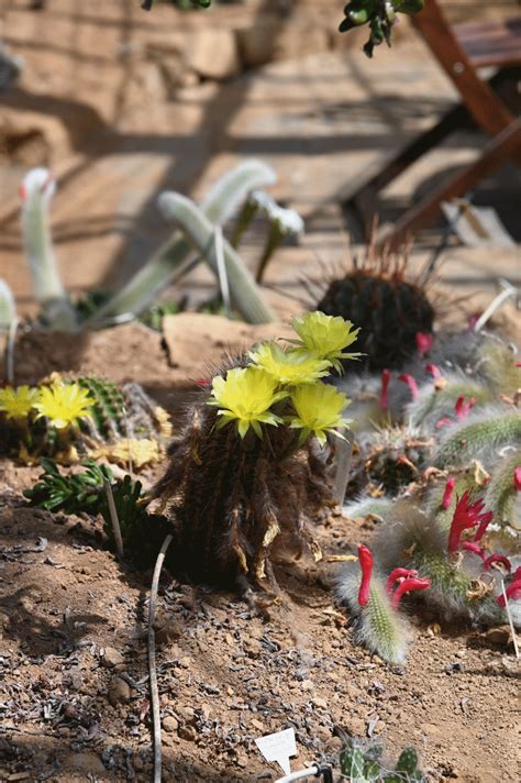 La Cactuseraie De Creismeas Le Jardinoblog