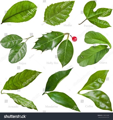 Fruit Tree Leaves