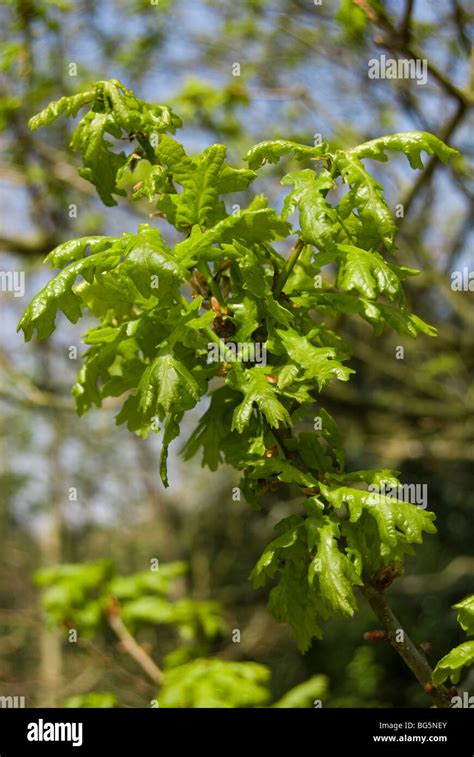 English Oak Quercus Robur Stock Photo Alamy