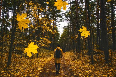 Fotos Gratis Hombre Paisaje árbol Naturaleza Bosque Camino Para