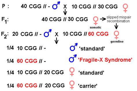 Fragile X Syndrome Pedigree