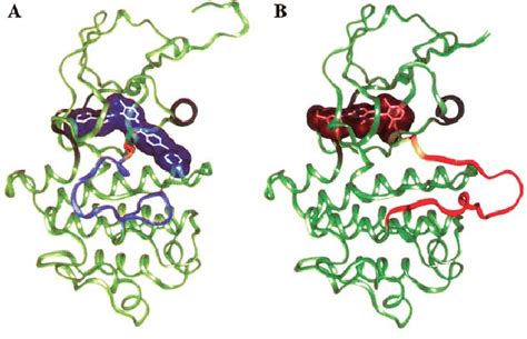 A The Activation Loop In C Abl Protein Kinase Domain In The Inactive