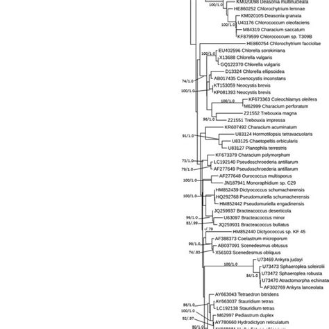 Maximum Likelihood Phylogram Of The S Rrna Gene Data Of