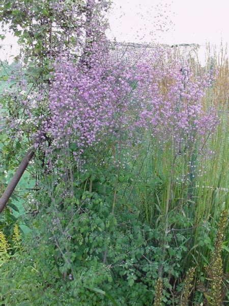 Meadow Rue Plant