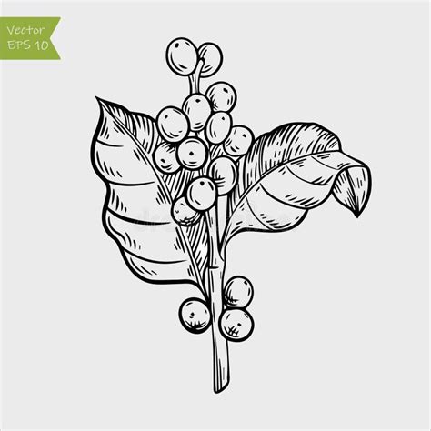 Coffee Plant Illustration Drawing Engraving Ink Line Art Vector