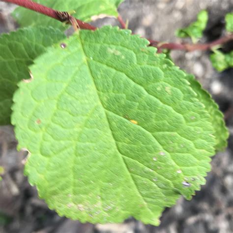 Prunus Domestica Leaf