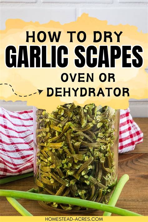 How To Dehydrate Garlic Scapes And Make Powder Homestead Acres