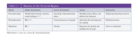 Thoracic Wall And Pectoral Region Flashcards Quizlet