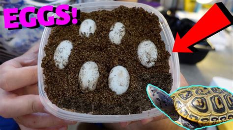 DIY Homemade Turtle Egg Incubator That Works