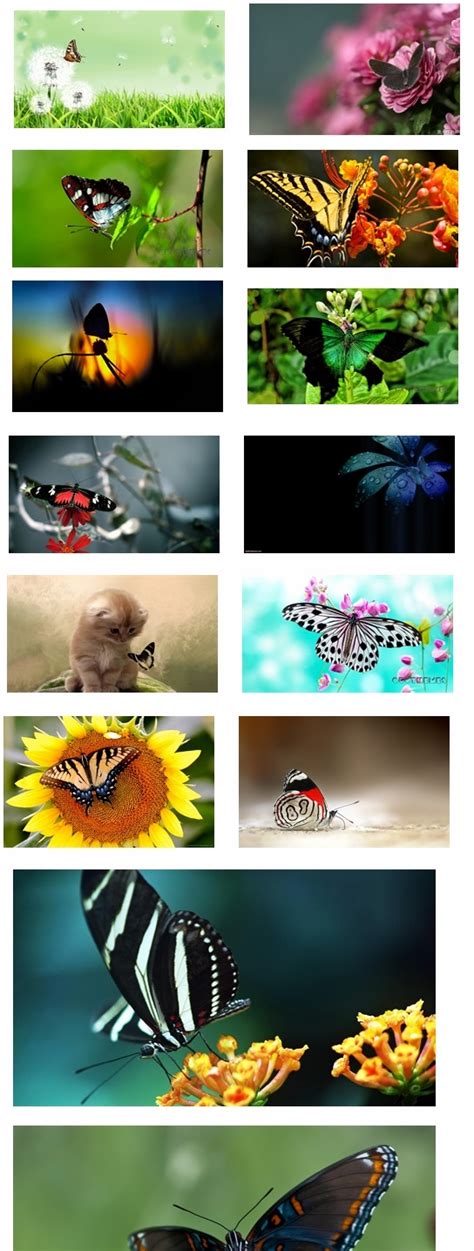 Butterfly Theme For Windows 7 And 8 (Part 2) | Ouo Themes