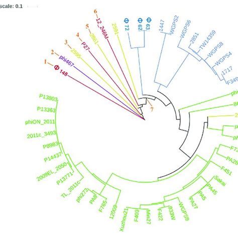 Dendrogram Generated From The Multiple Sequence Alignment Of The Download Scientific Diagram