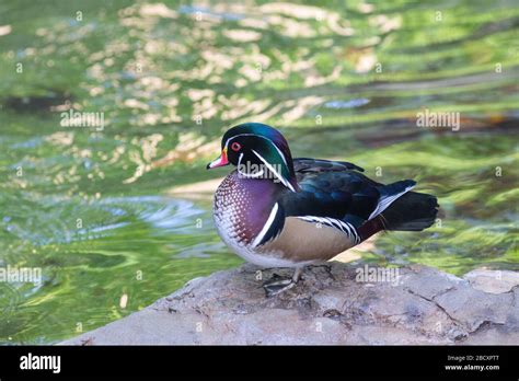 Pato de madera norteamericano Especie sponsa Género AIX Familia