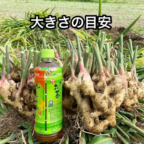 Yahooオークション 土付き新生姜 3kg 生育中農薬不使用 鹿児島産 お得