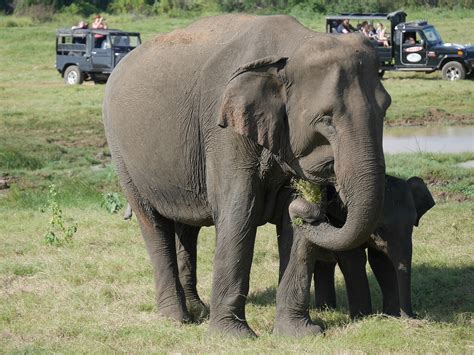 Elephant Family - Free photo on Pixabay - Pixabay