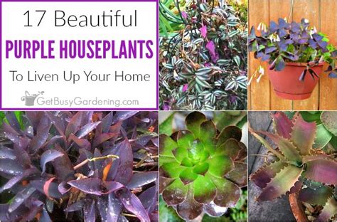 17 Beautiful Purple Houseplants To Liven Up Your Home House Plants