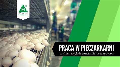 Pieczarkarnia Czyli Jak Wygl Da Praca Os B Zbieraj Cych Grzyby W