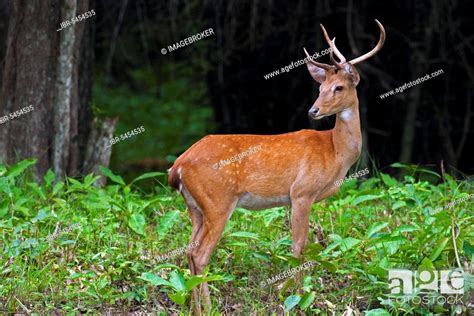 Eld S Deer Panolia Eldii Endangered Deer Species Native To Southeast