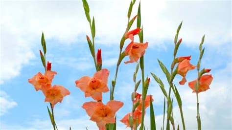 Gladiolos Características Y Cuidados Jardinatis