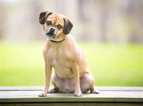 Puggle - Facts, Size, Diet, Pictures - All Animal Facts