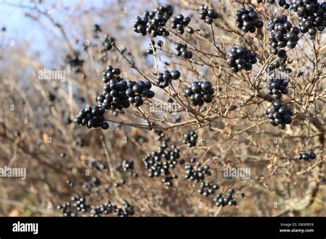 Fall / Landscape / Fall leaves Stock Photo - Alamy