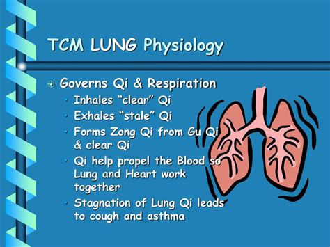 Ppt Zang Fu Physiology Powerpoint Presentation Free Download Id